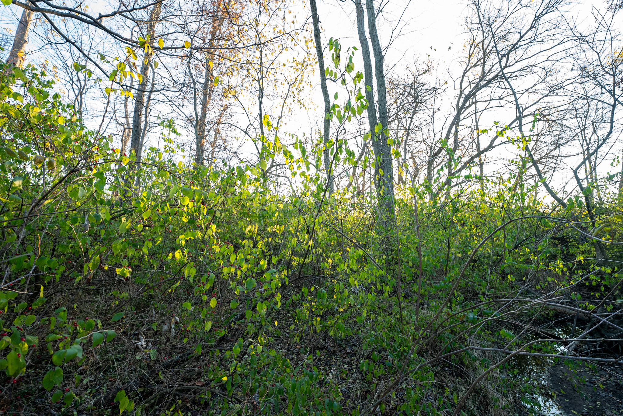 Tract 1. 39 +/- Acres