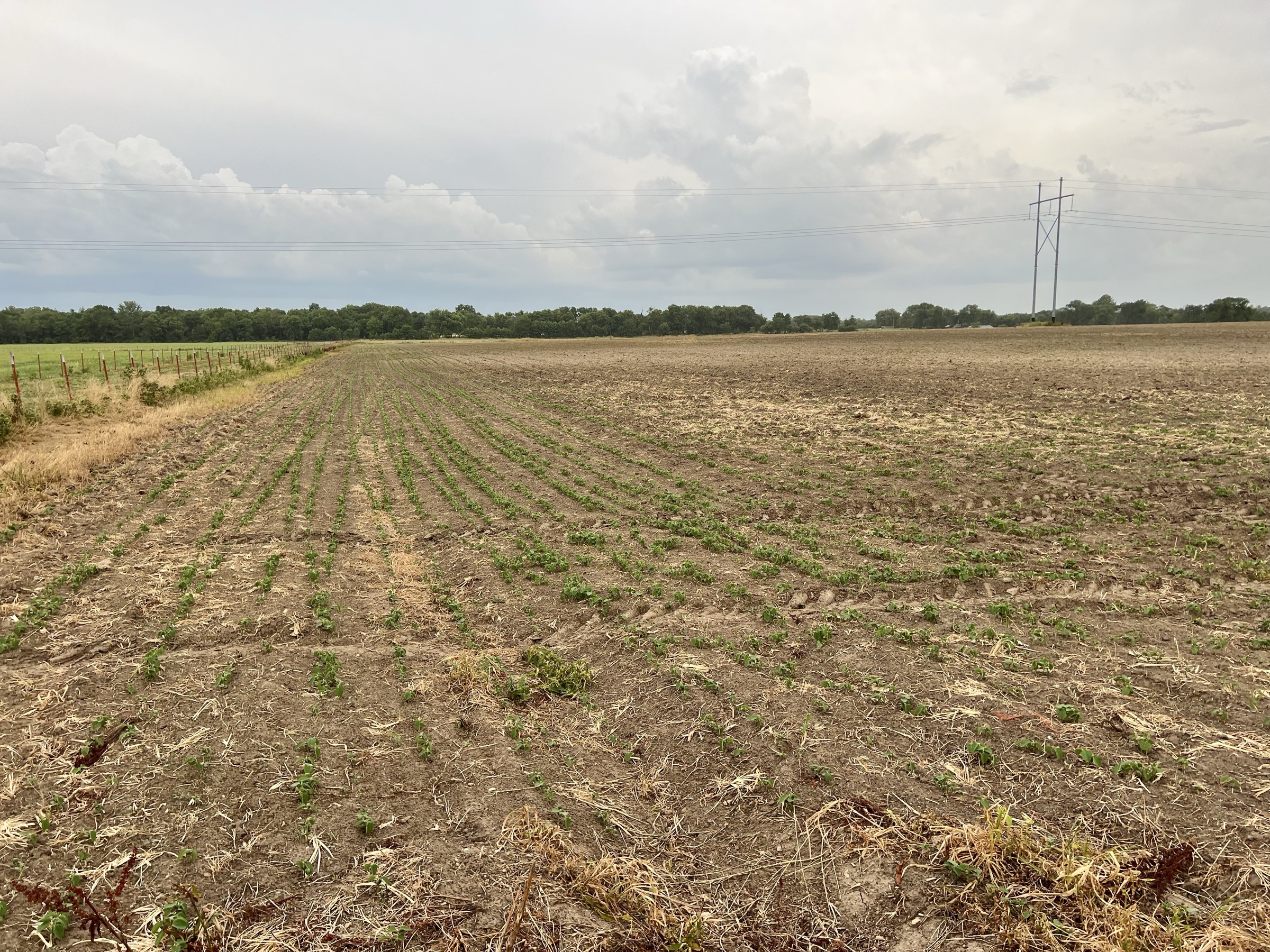 Tract 2 of 7: 31± acres