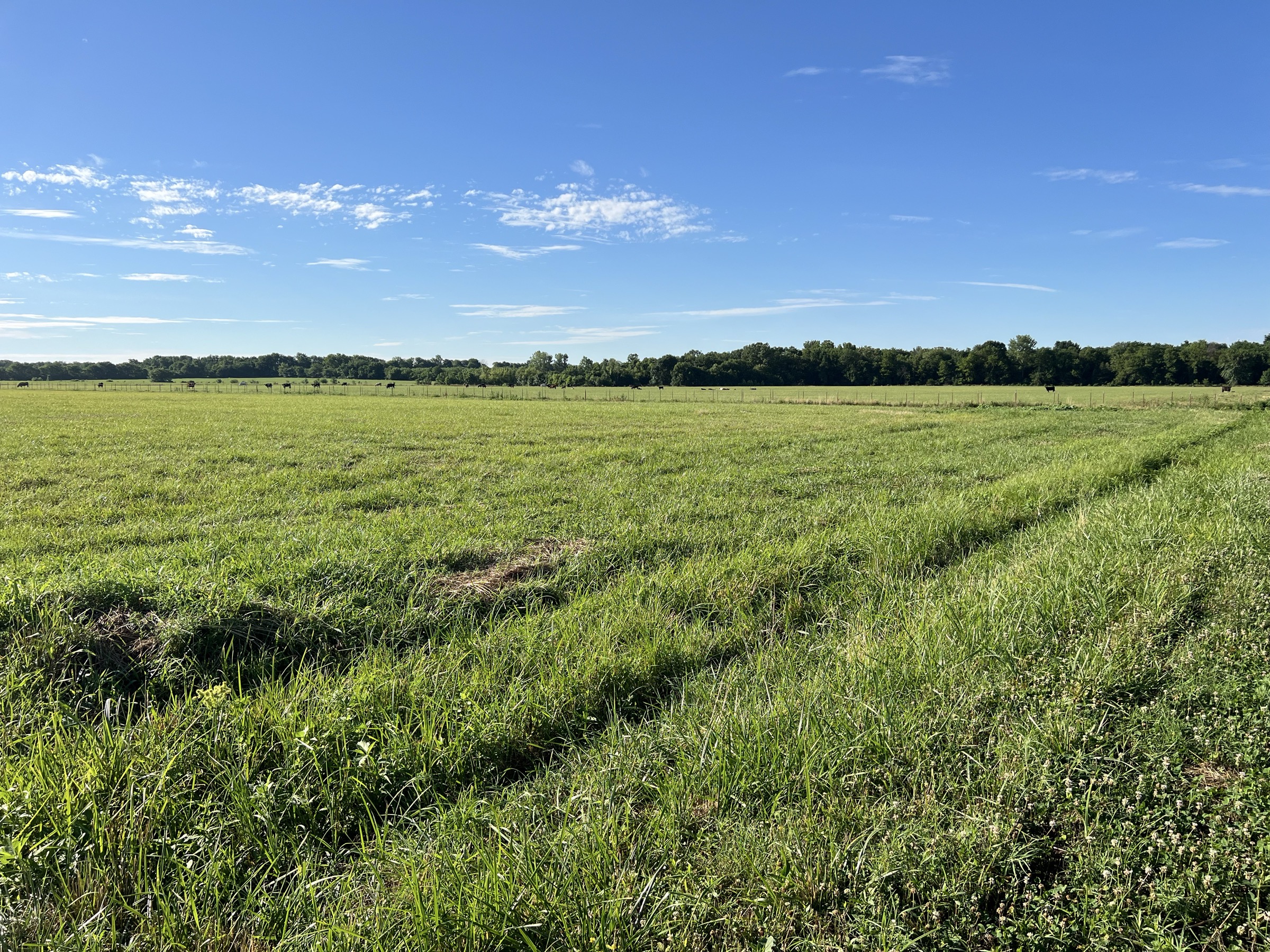 Tract 6 of 7: 20± acres
